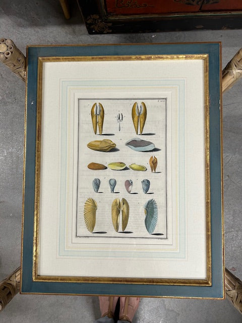 10 colored conchology / shell engraving prints