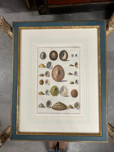 10 colored conchology / shell engraving prints
