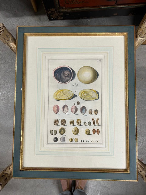 10 colored conchology / shell engraving prints
