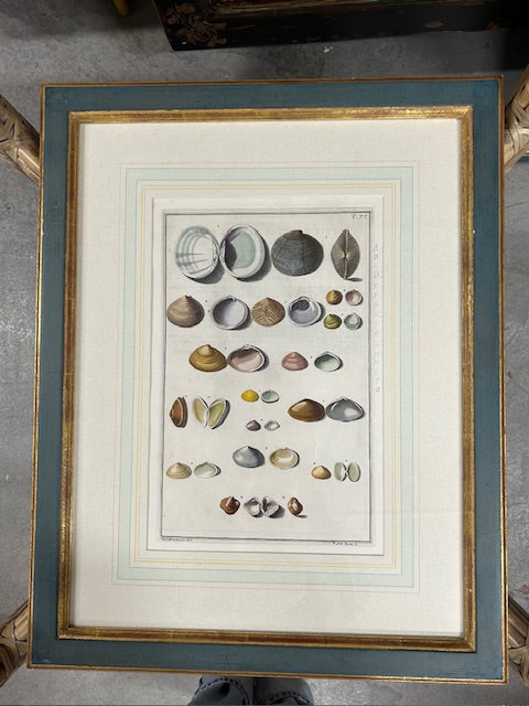 10 colored conchology / shell engraving prints