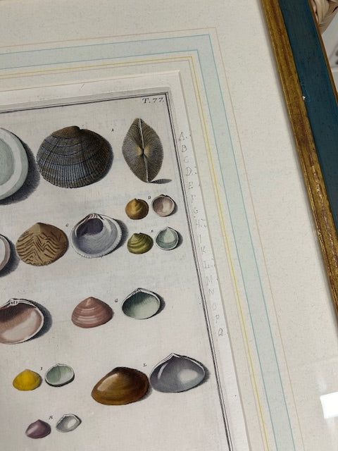 10 colored conchology / shell engraving prints