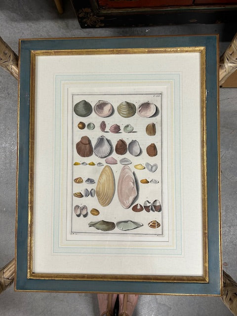 10 colored conchology / shell engraving prints