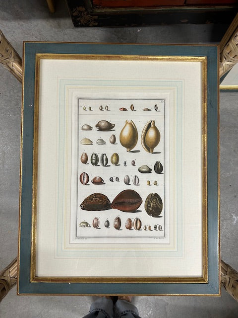 10 colored conchology / shell engraving prints