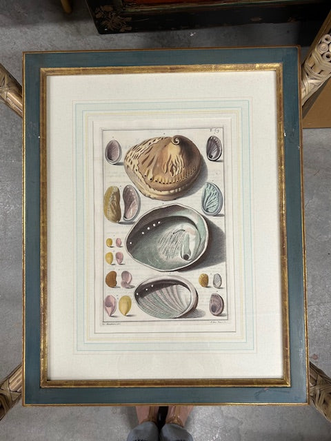 10 colored conchology / shell engraving prints