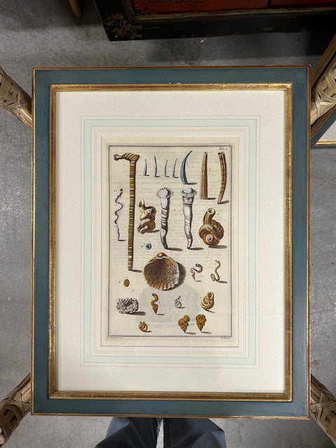 10 colored conchology / shell engraving prints