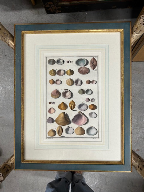 conchology print shell prints