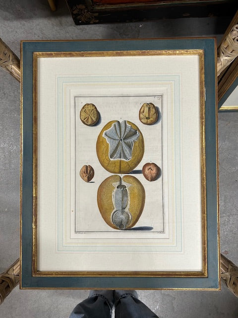 10 colored conchology / shell engraving prints